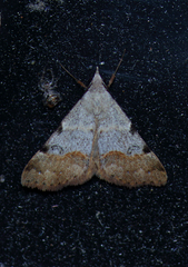 Hemeroplanis historialis