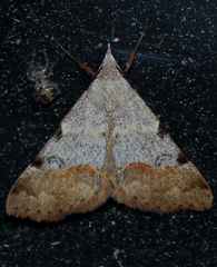 Hemeroplanis historialis