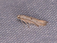 Haplochrois bipunctella