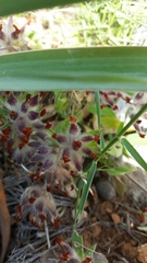 Anthyllis vulneraria