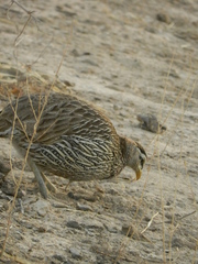 Pternistis bicalcaratus