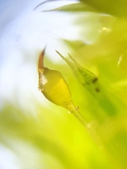 Microbryum davallianum