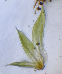 Microbryum davallianum