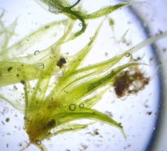 Microbryum davallianum