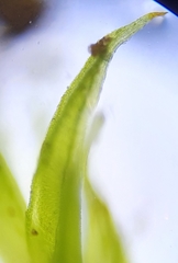 Microbryum davallianum