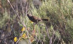 Cercotrichas coryphoeus coryphoeus