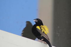 Euplectes capensis capensis