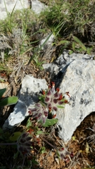 Anthyllis vulneraria