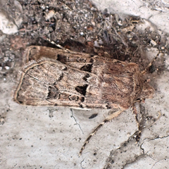 Agrotis lata