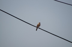Troglodytes aedon