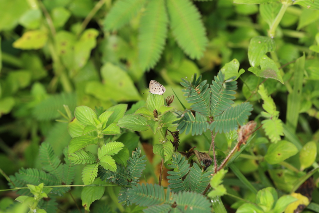 Pale Grass Blue from Tinsukia, Assam, India on September 25, 2021 at 06 ...