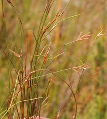 Restio leptostachyus