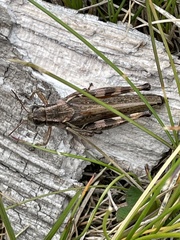 Pseudochorthippus curtipennis
