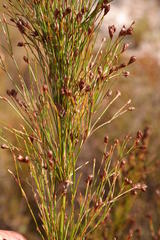 Restio subverticillatus