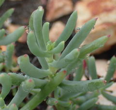 Lampranthus haworthii
