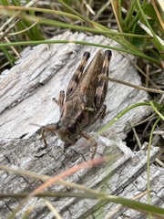 Pseudochorthippus curtipennis