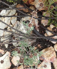 Lampranthus haworthii