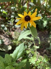 Rudbeckia