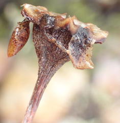 Lampranthus haworthii