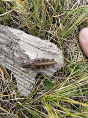 Pseudochorthippus curtipennis