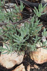 Lampranthus haworthii