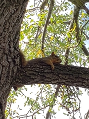 Sciurus niger