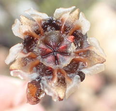 Lampranthus haworthii