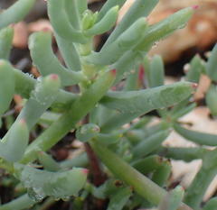 Lampranthus haworthii