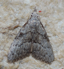 Nola involuta
