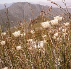 Syncarpha lepidopodium