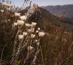 Syncarpha lepidopodium