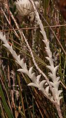 Syncarpha lepidopodium