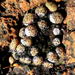 Conophytum truncatum - Photo no hay derechos reservados, subido por Di Turner