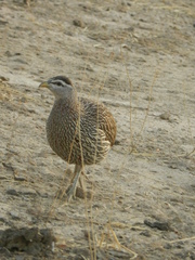 Pternistis bicalcaratus