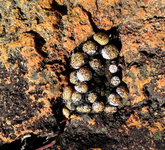 Conophytum truncatum