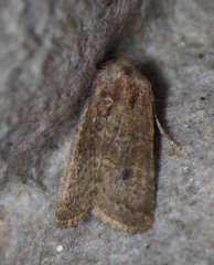 Homorthodes communis