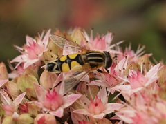 Helophilus trivittatus