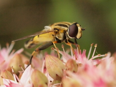 Helophilus trivittatus