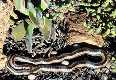 Psammophis crucifer