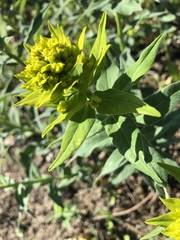 Euphorbia salicifolia, photograph Conrad Altmann, CC BY, iNaturalist via GBIF