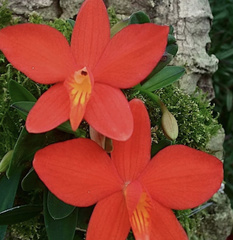 Cattleya coccinea