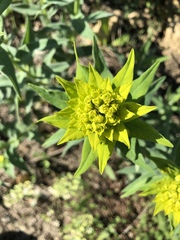 Euphorbia salicifolia, photograph Conrad Altmann, CC BY, iNaturalist via GBIF