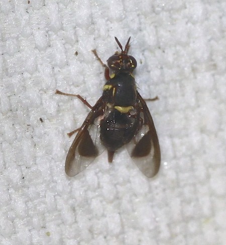 Bactrocera pulchra