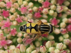 Helophilus trivittatus