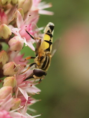Helophilus trivittatus