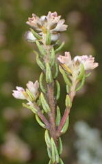 Phylica lanata