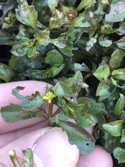 Ludwigia repens