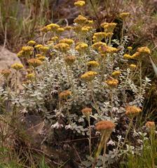 Helichrysum capense