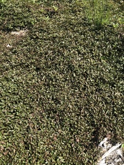 Ludwigia repens