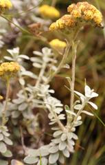 Helichrysum capense